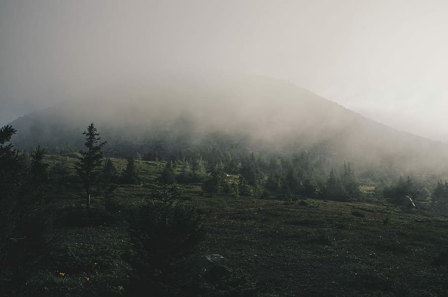 trees covering with fog, mountain range covered in fog, cloud HD wallpaper