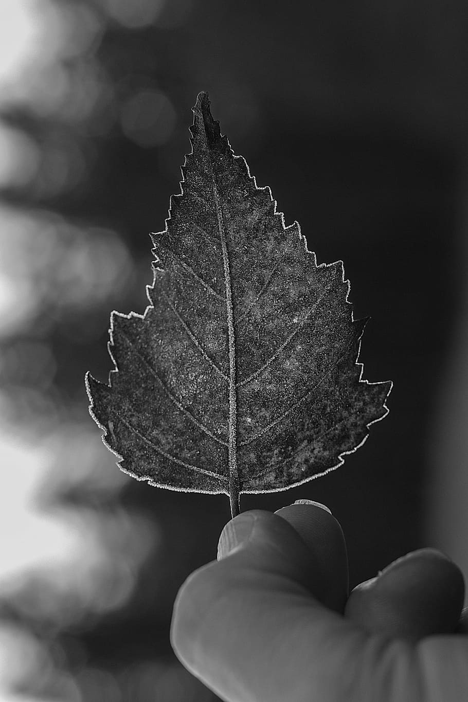 frozen, leaf, give, winter, rime, death, plant part, leaf vein HD wallpaper