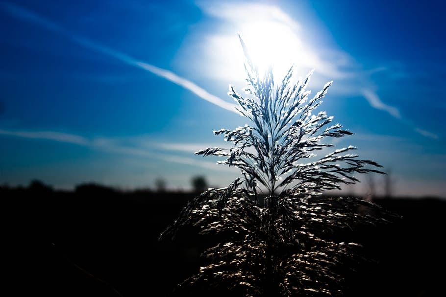 sun, nature, fields, plant, sky, growth, sunlight, beauty in nature HD wallpaper