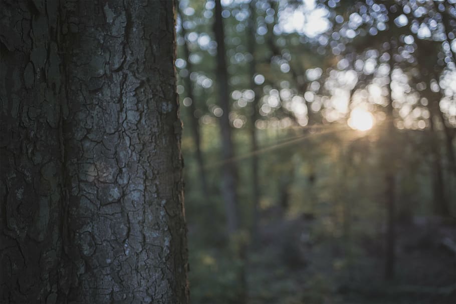 close-up, macro, sun glare, tree bark, tree trunk, wood, forest HD wallpaper
