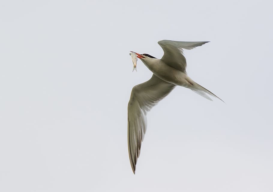arctic tern, seevogel, bird, gull, schwalbe, water bird, hunting HD wallpaper