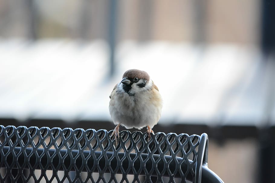 Sparrow, Bird, Cute, Everyday, park, one animal, animal themes HD wallpaper