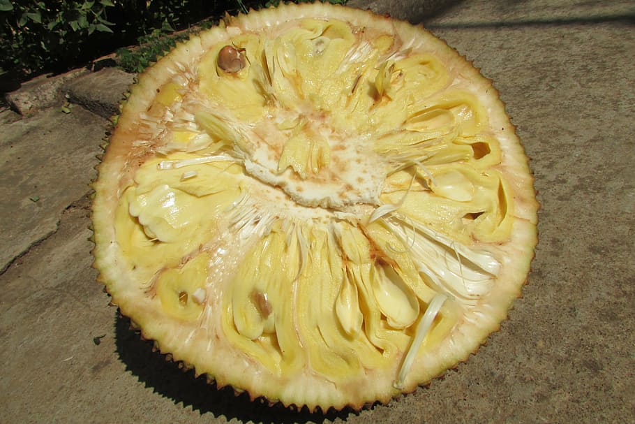 jack fruit, exotic, indian, sweet, pod, pulp, flesh, yellow HD wallpaper