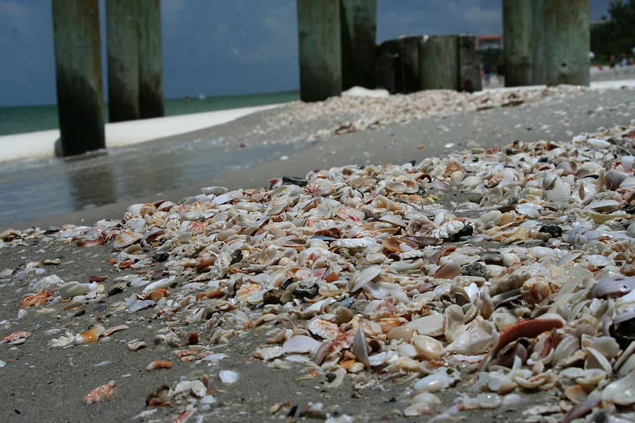 mussels, beach, shells, sand, day, water, no people, nature HD wallpaper