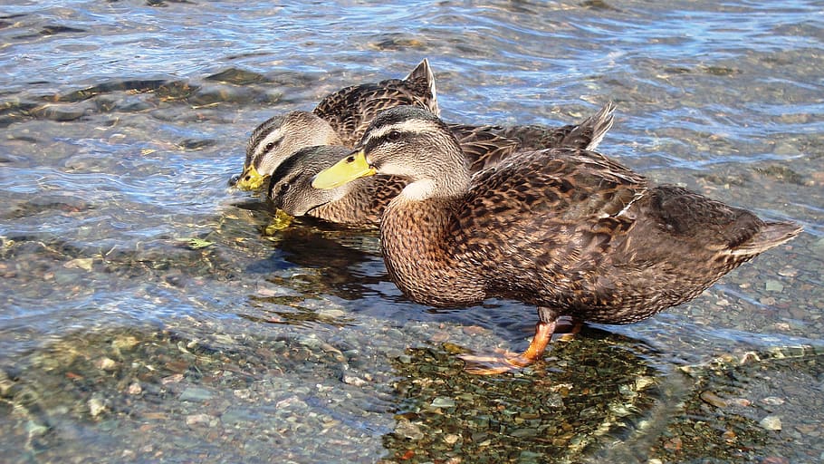 duck, drinking, water, bird, animal themes, animal wildlife HD wallpaper