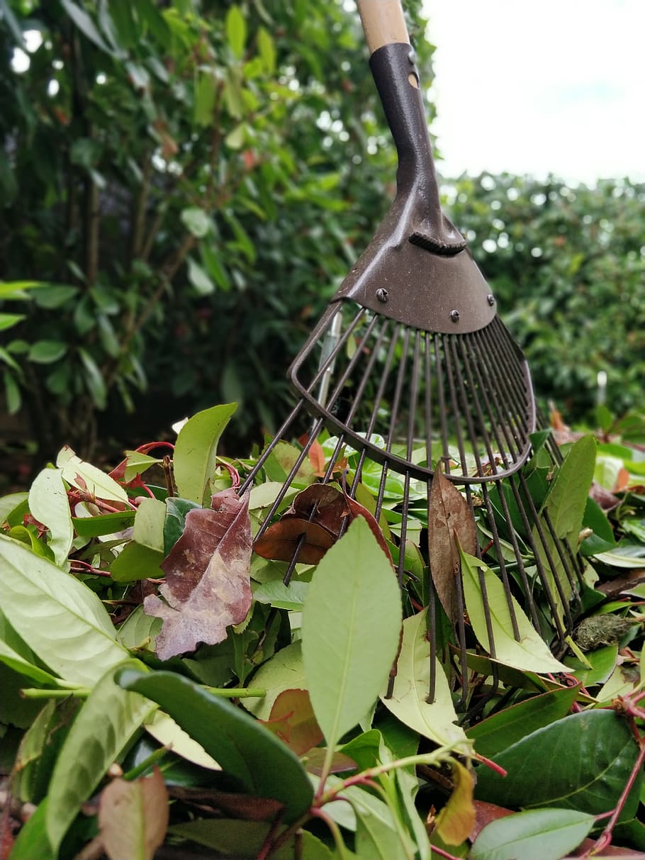 hedges, leaves, rake, plant, growth, plant part, leaf, nature HD wallpaper