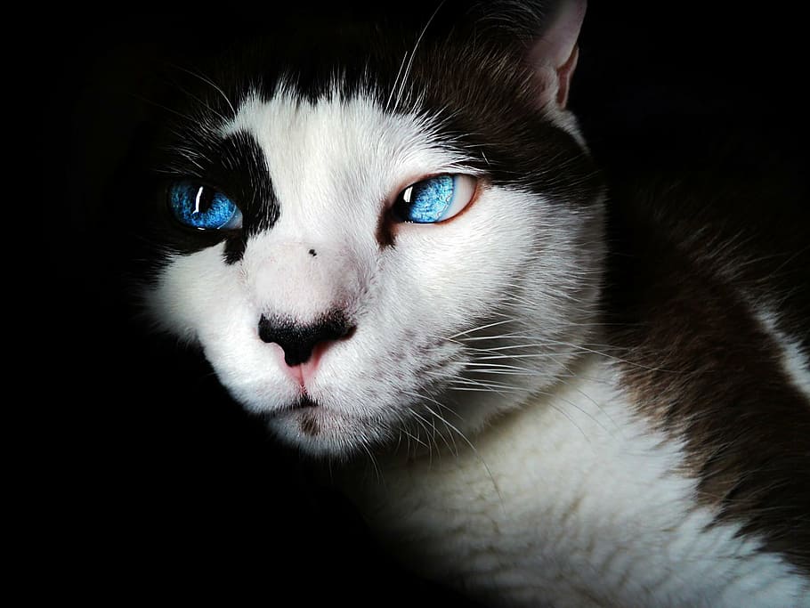 close-up photo of white and black blue-eyed cat, siamese, blue eyes, HD wallpaper