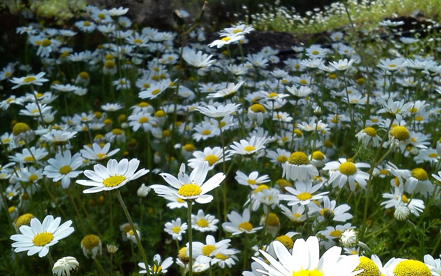 flowers, spring, daisies, nature, daisy, summer, plant, meadow HD wallpaper