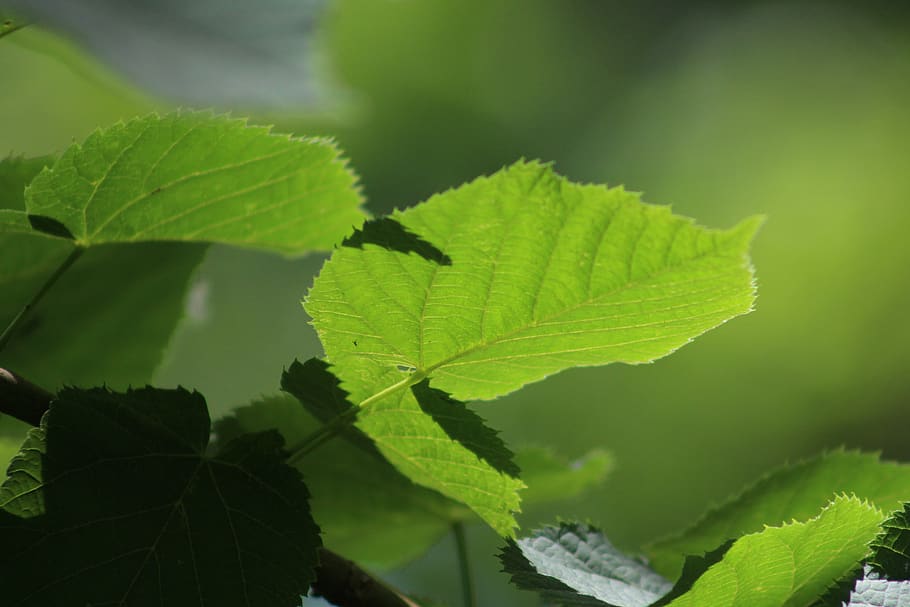 green, leaf, garden, fresh, plant part, green color, growth HD wallpaper