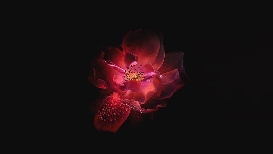 flower, petals, bloom, dark, pink, water, drops, wet, black background HD wallpaper