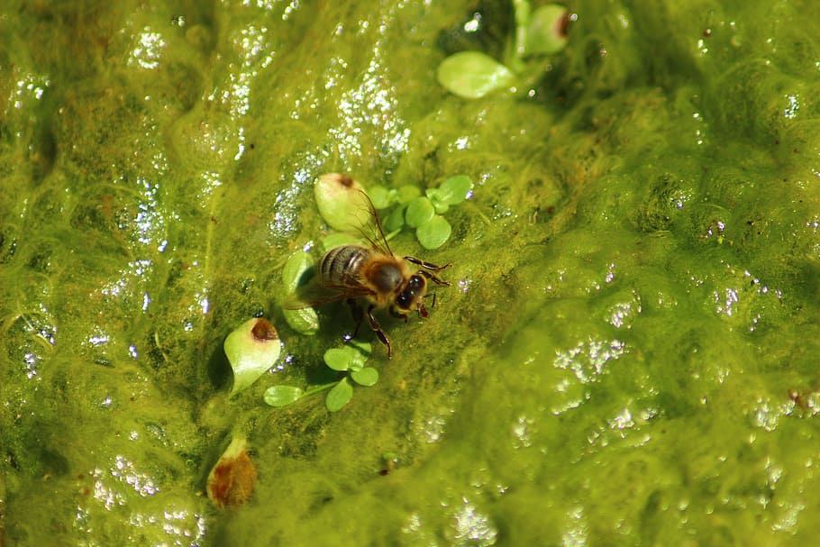 bee, water, green, source, summer, drink, animal, animal themes HD wallpaper