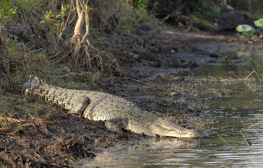 crocodile, salt water, australian, reptile, animal, wildlife