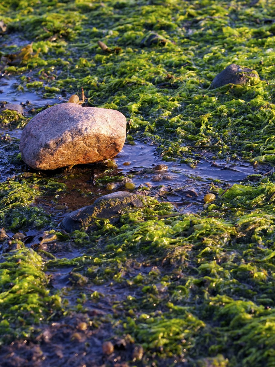 kelp, roche, sea, water, nature, no people, rock, solid, day HD wallpaper