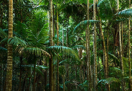 green palm trees, jungle, rainforest, lines, tree trunks, fern HD wallpaper