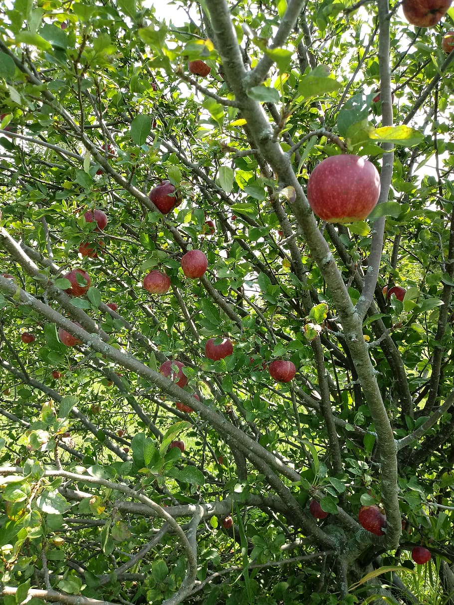 red, delicious, apples, plant, growth, food, fruit, healthy eating HD wallpaper