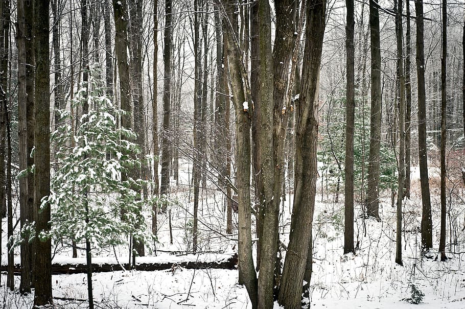 wood, tree, winter, snow, landscape, winter wonderland, forest HD wallpaper