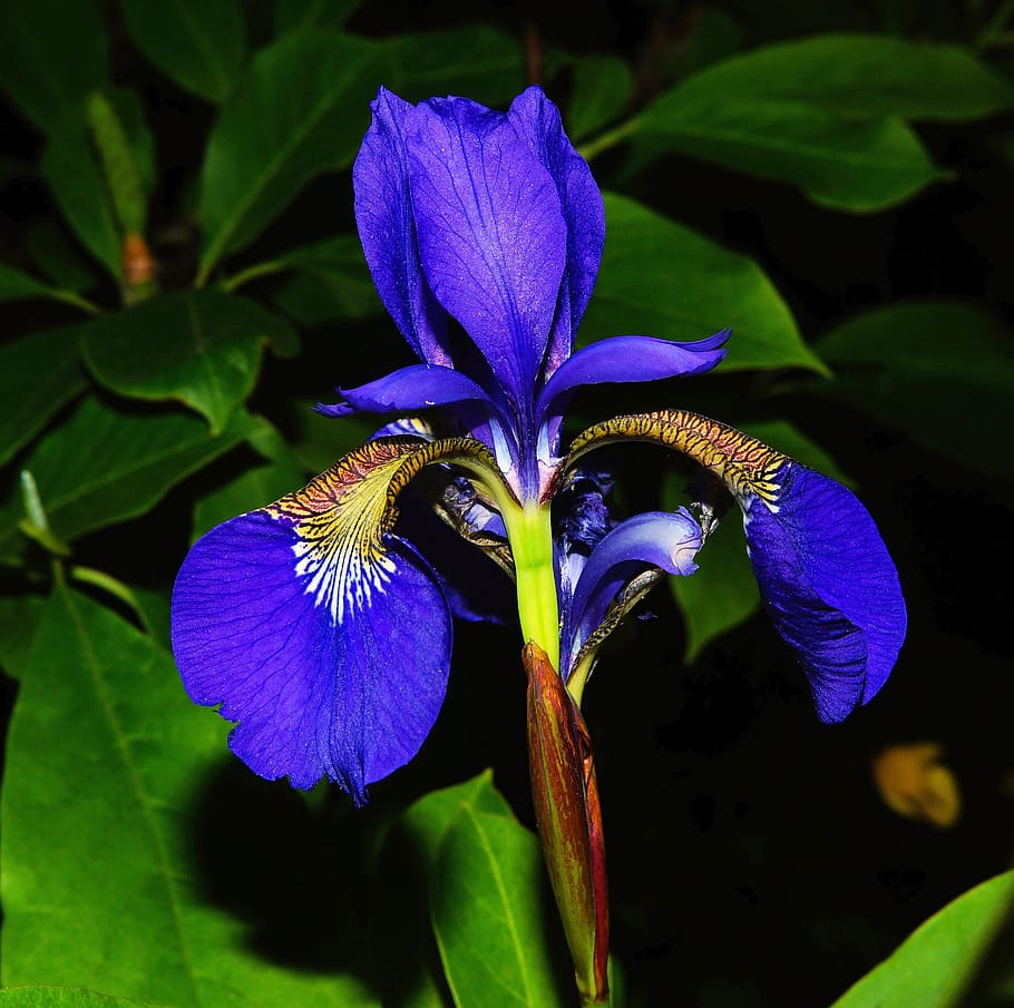 Blue Iris Flowers Wallpaper Background, Blue Irises, Hd Photography Photo,  Flower Background Image And Wallpaper for Free Download