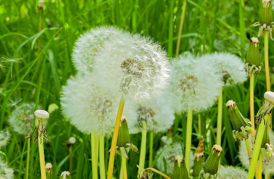 flower, plant, fragility, dandelion, flowering plant, vulnerability HD wallpaper
