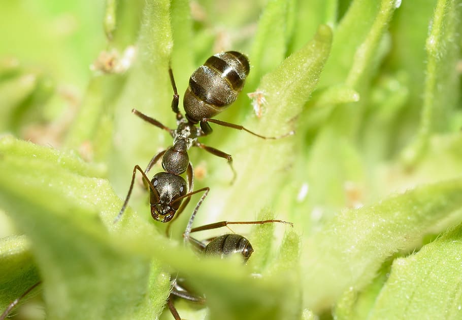 insects, ant, hymenoptera, macro, animal themes, animal wildlife HD wallpaper