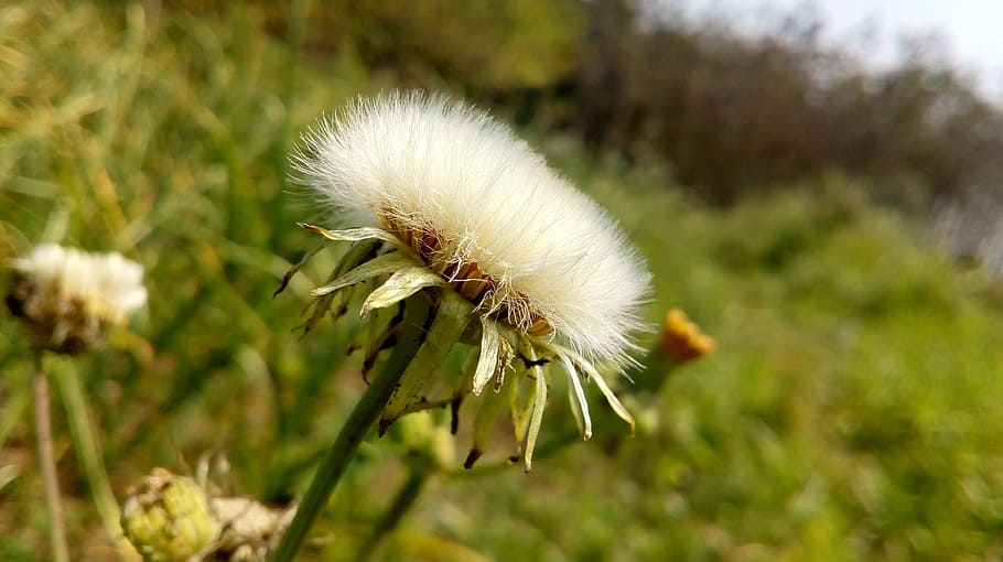 Landscape, Flower, any, nature, growth, fragility, beauty in nature HD wallpaper