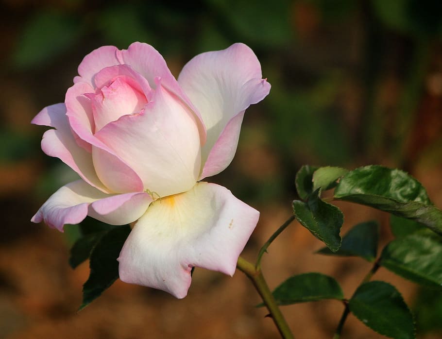 white and pink rose flower in closeup photo, Flowers, Leaf HD wallpaper