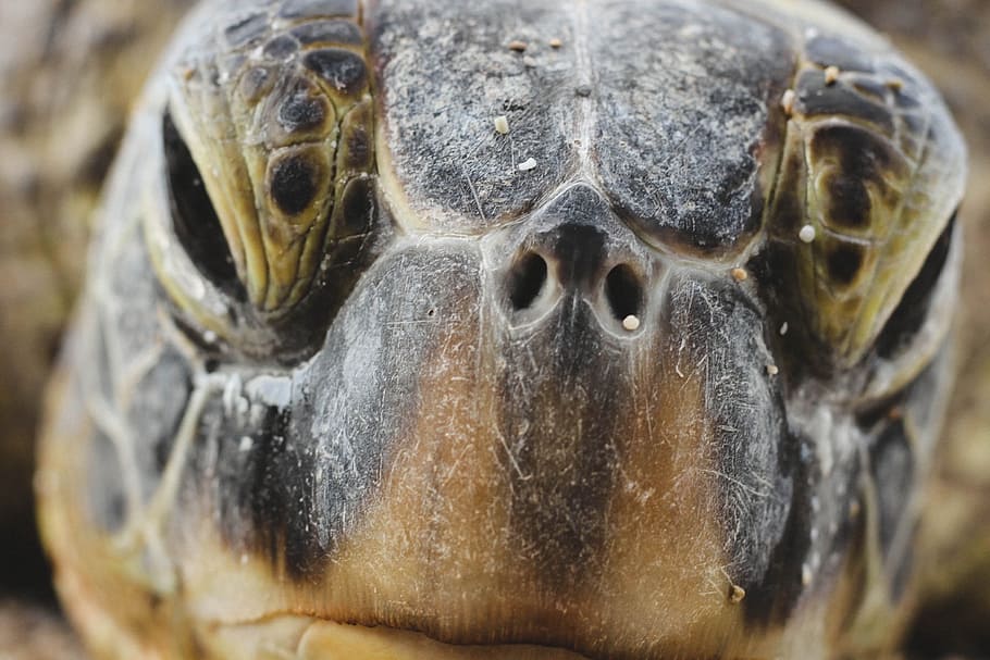 turtle, reptile, aquatic, close-up, animal themes, no people HD wallpaper