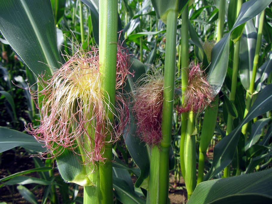 cornfield, corn on the cob, corn leaves, corn threads, agriculture HD wallpaper