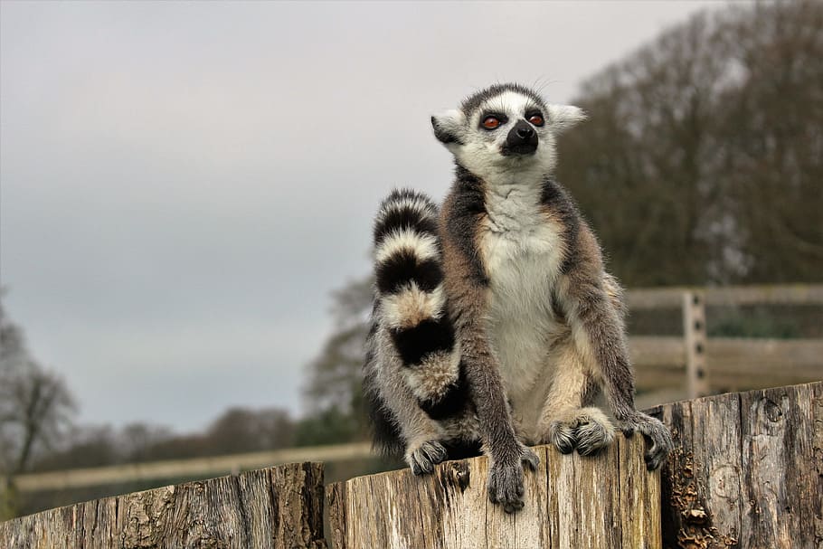 Lemur, Ring-Tailed, Primate, Animal, wild, mammal, wildlife HD wallpaper