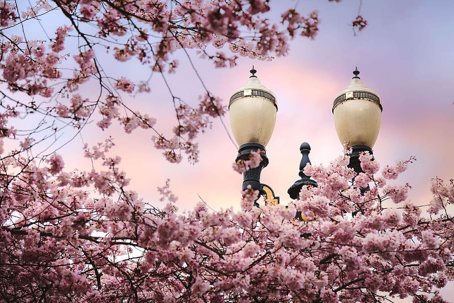 pink, blossom, trees, plant, nature, flowers, streetlamp, flowering plant, HD wallpaper