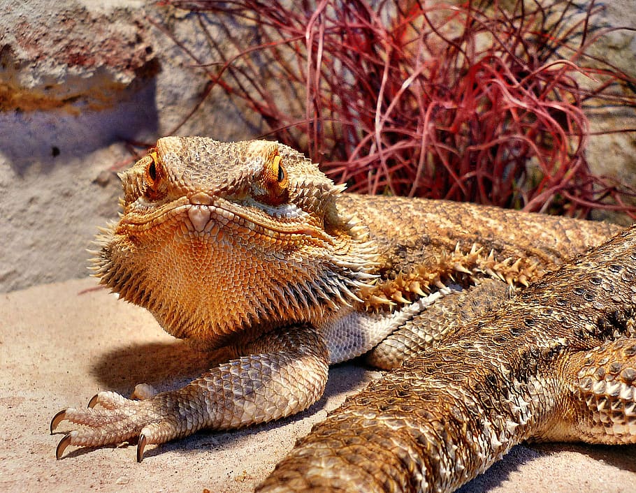 reptile, bearded dragon, creature, lizard, agame, animal, prickly HD wallpaper