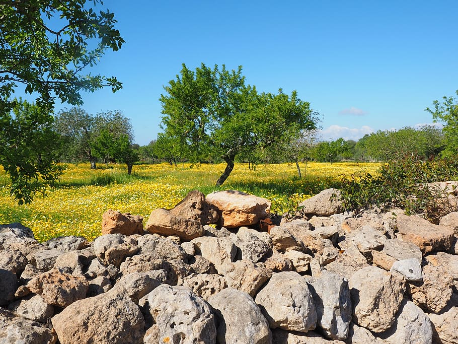 stone beside trees, olive tree, olive grove, stone wall, flower meadow HD wallpaper