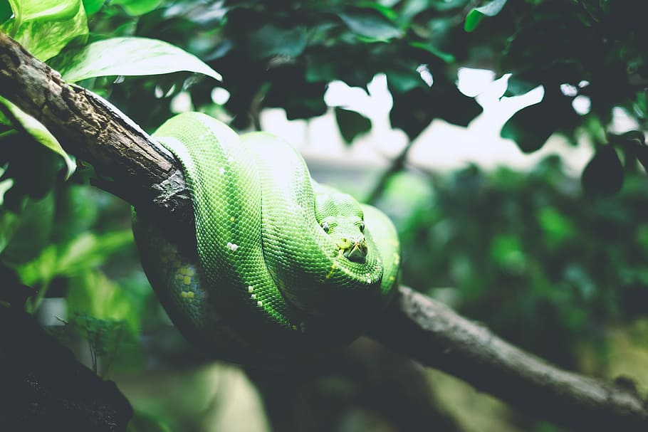 green snake on tree branch, green viper on tree branch, leafe, HD wallpaper