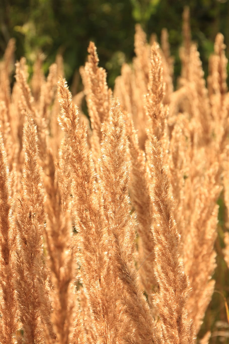 backlit, ears, flare, grass, sun, sunlight, sunny, sunshine HD wallpaper