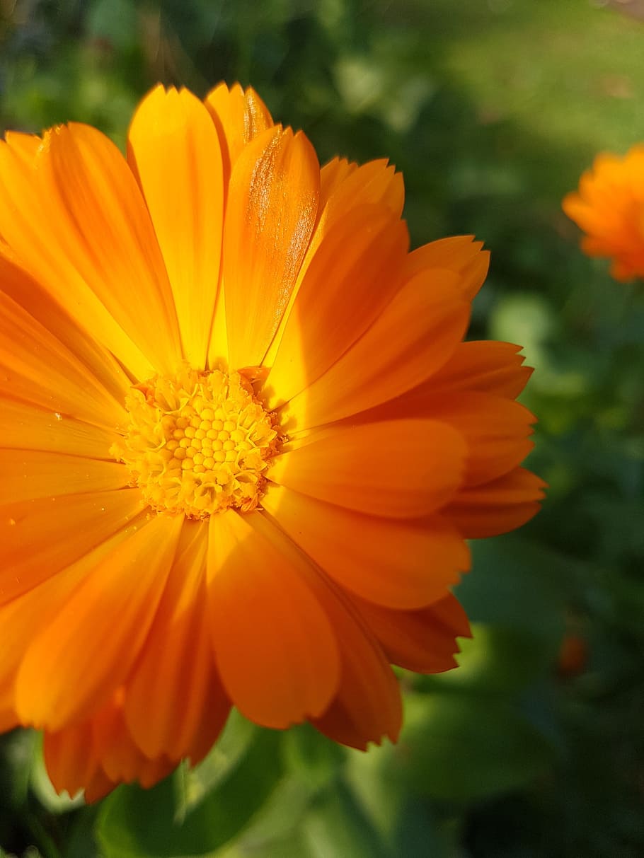 flower, nature, orange, flowering plant, freshness, petal, fragility HD wallpaper