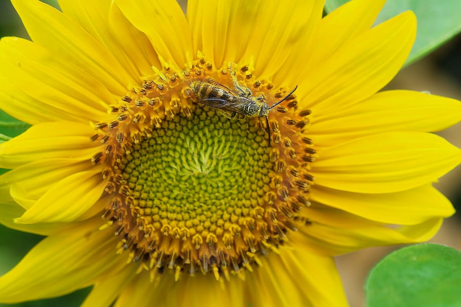 sunflower, bee, pollen, yellow, nature, summer, plant, insect HD wallpaper