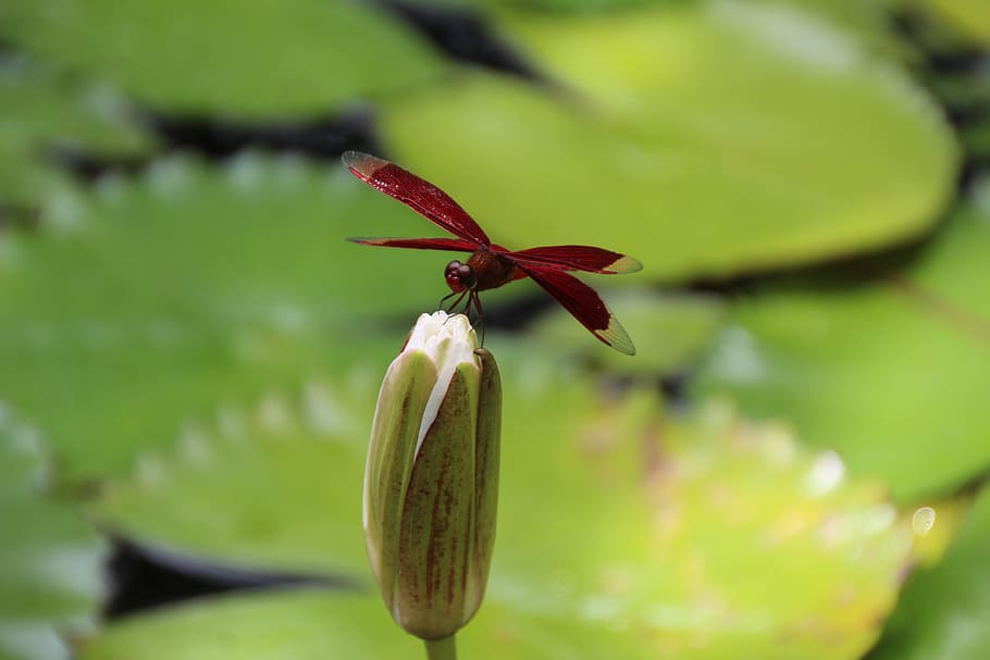 dragonfly, red, green, insect, flight insect, wing, nature HD wallpaper
