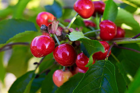 red cherries during daytime, sweet cherries, fruit, fruit tree HD wallpaper