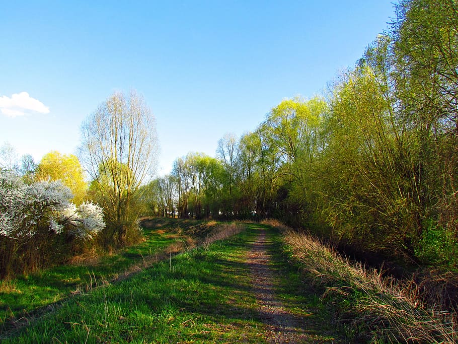 spring, landscape, blooming, the sun, nature, tree, beautiful landscape HD wallpaper
