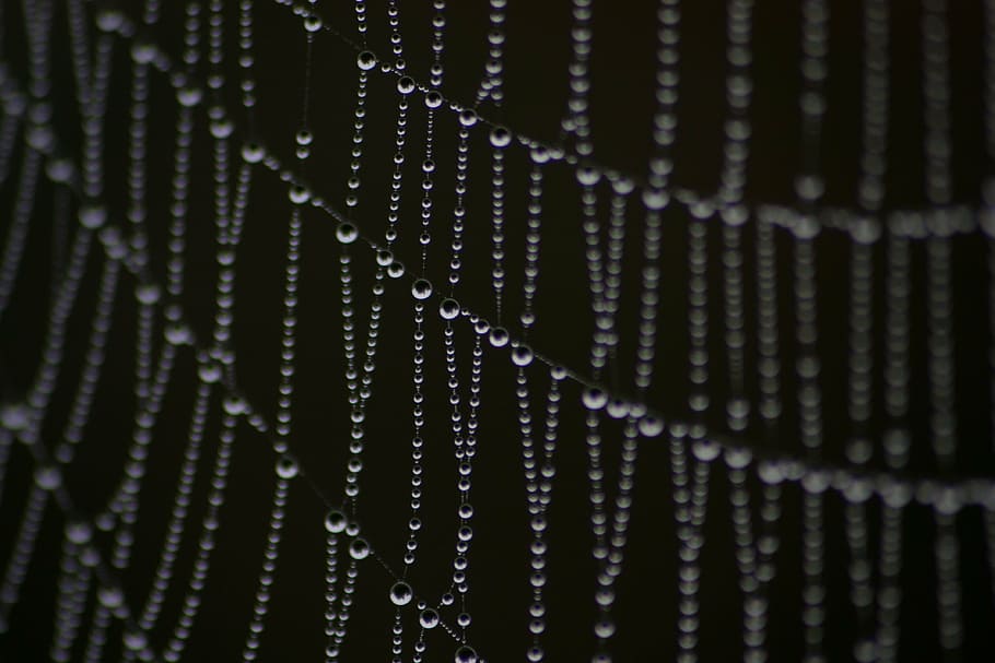 spiderweb, dew, droplets, drops, nature, autumn, condensation HD wallpaper