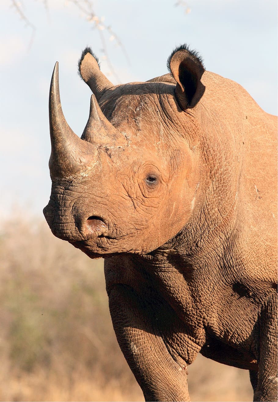 selective focus photography brown rhinoceros, black, animal, mammal, HD wallpaper