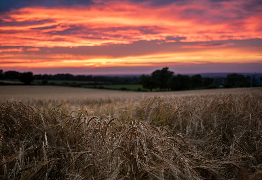 photo of wheat field during golden hour, brown grass during sunset HD wallpaper