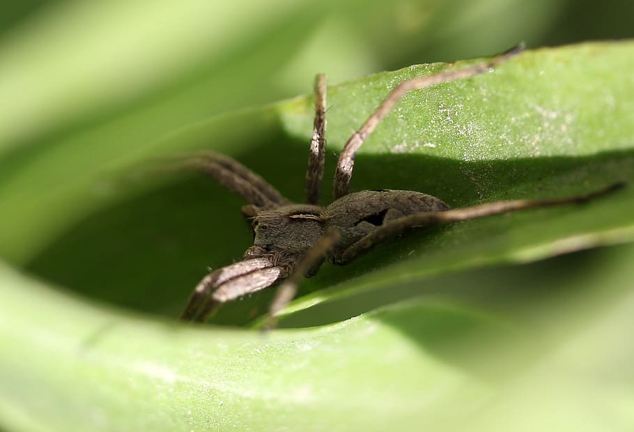 spider, arachnid, gray, rest, one animal, animal themes, animal wildlife HD wallpaper