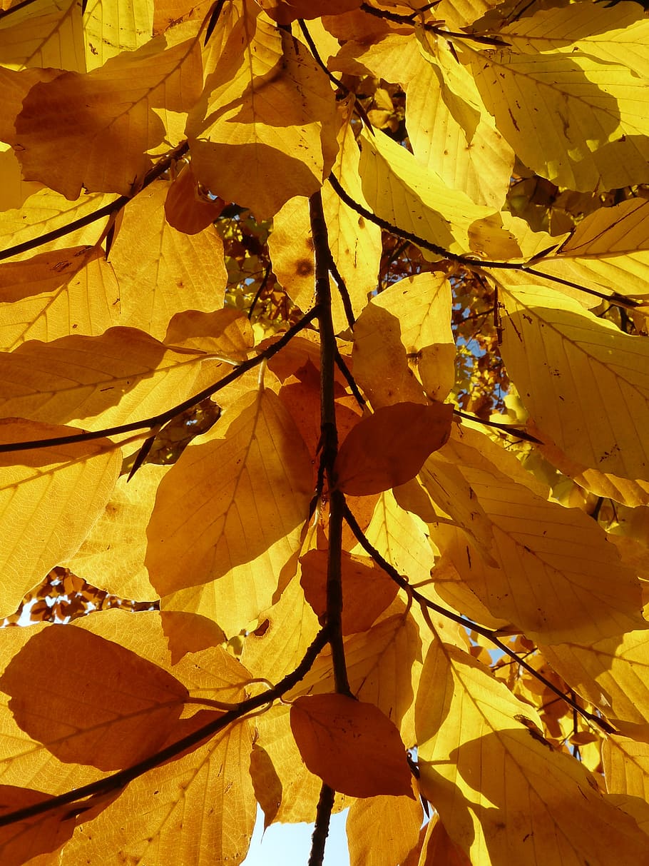 beech, fagus sylvatica, deciduous tree, golden autumn, golden october HD wallpaper