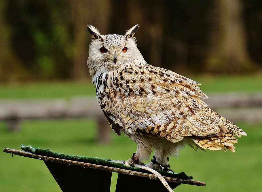 wildlife photography of beige owl, wildpark poing, bird, feather