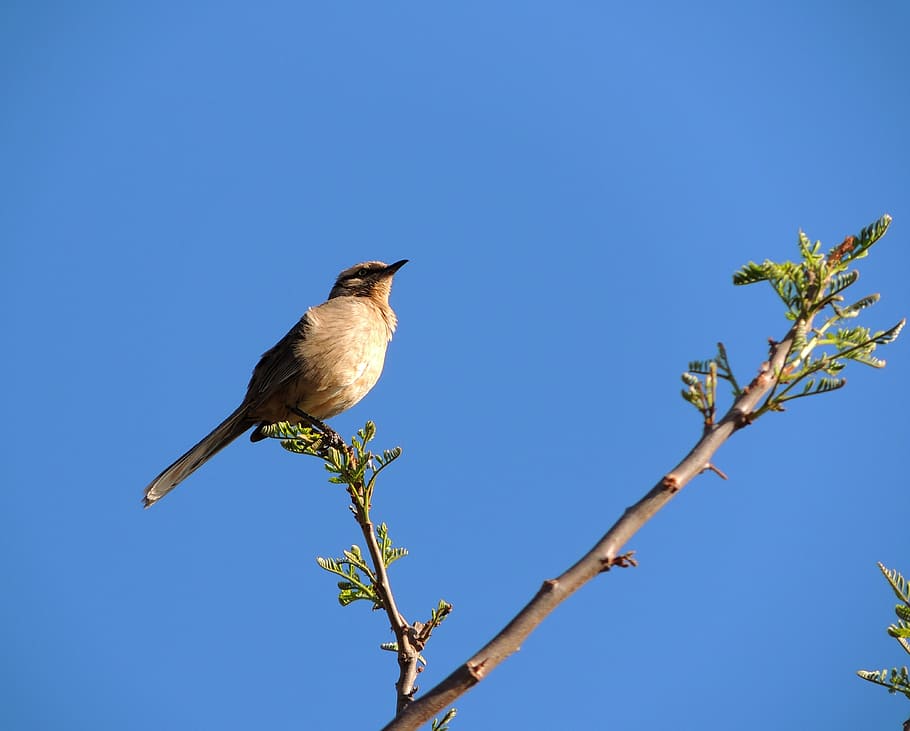john clay, bird, flying, sky, nature, wildlife, animal, branch HD wallpaper