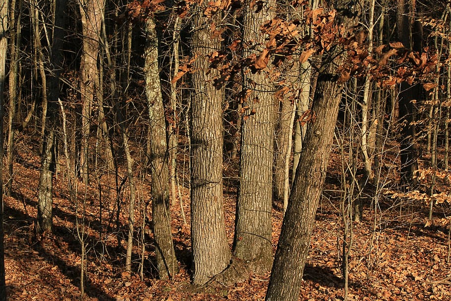 thicket, underbrush, undergrowth, woods, gorse, forest, grove HD wallpaper
