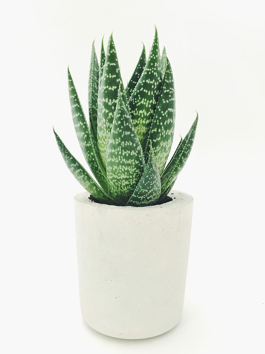 Aloe vera in white pot, green snake plant, succulent, cactus, HD wallpaper