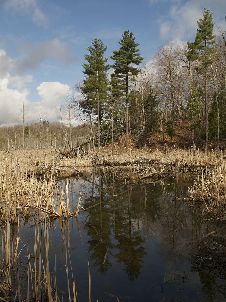 trees, water, outside, landscape, scenery, natural, plant, blue HD wallpaper