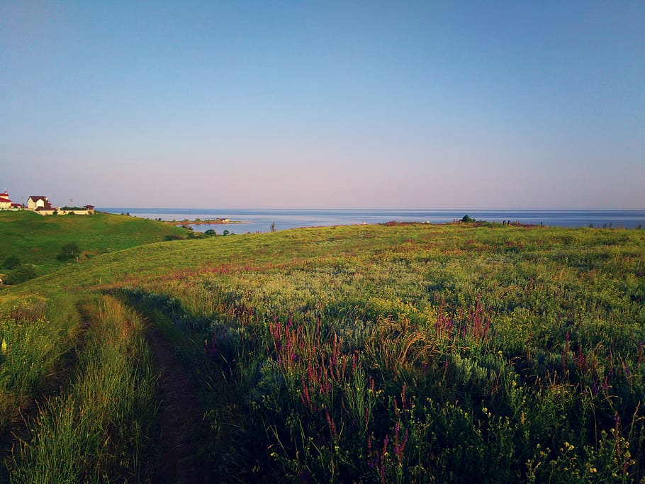 sea, grass, sunset, nature, coastline, beach, landscape, plant HD wallpaper