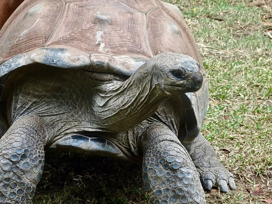 Tortoise, Slow, Giant, Amphibian, large, shell, endangered HD wallpaper